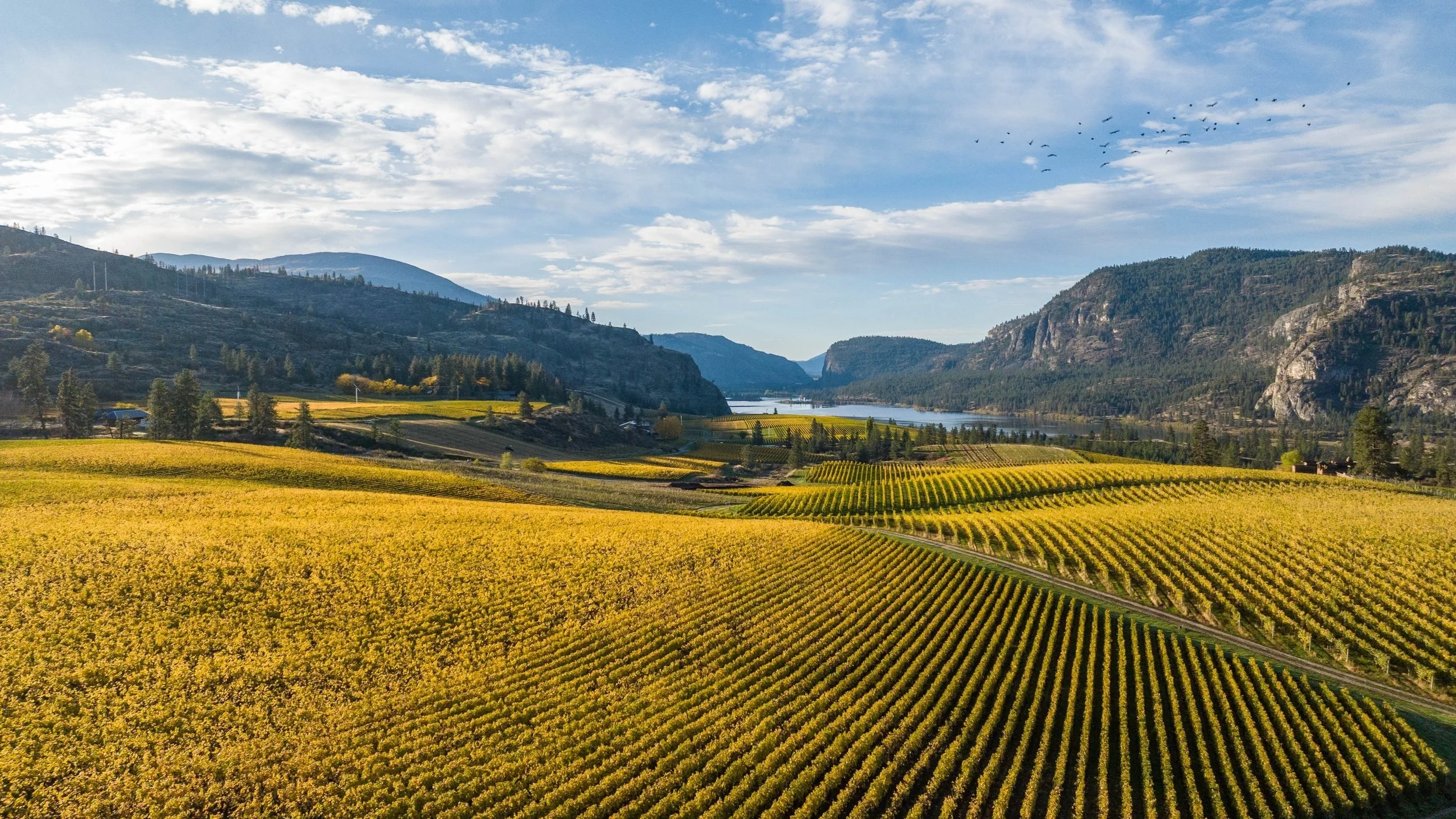 Blue Mountain Vineyard